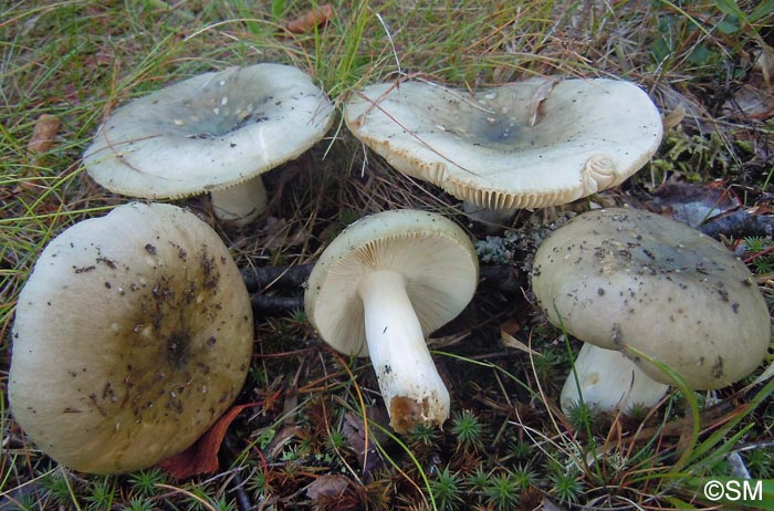 Russula aeruginea
