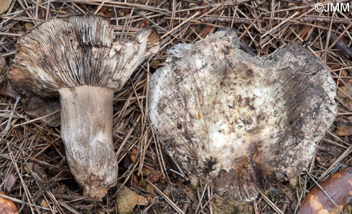 Russula atramentosa = Russula anthracina var. insipida