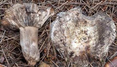 Russula atramentosa