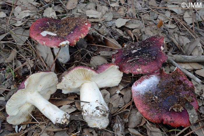 Russula atropurpurea = Russula krombholzii