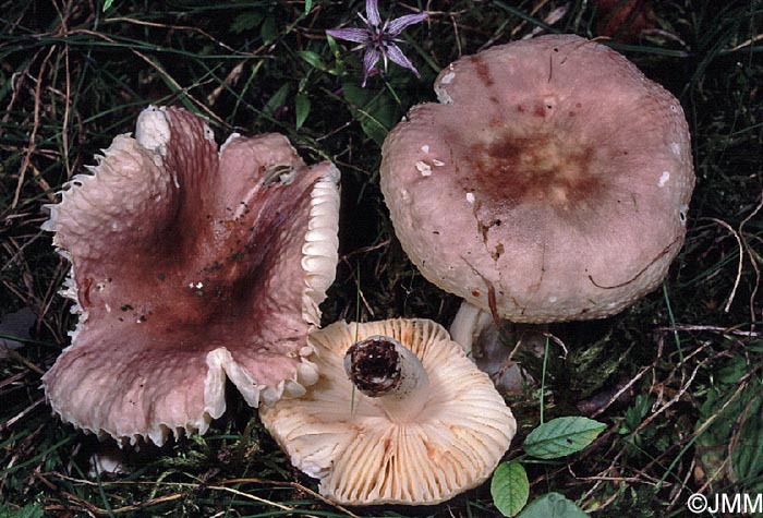 Russula cavipes var. abietina