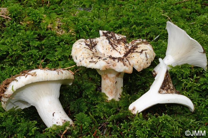 Russula chloroides