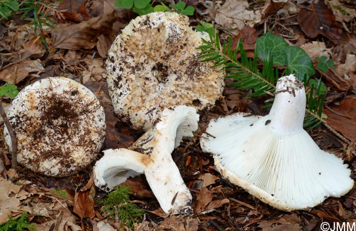 Russula chloroides