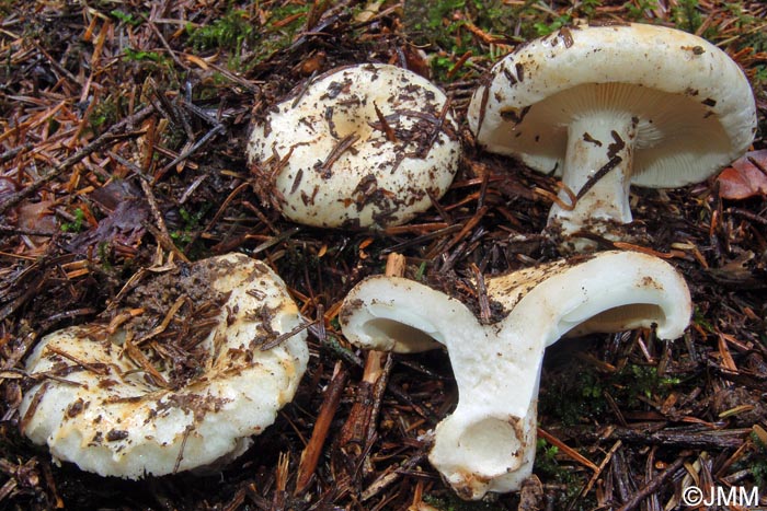 Russula chloroides