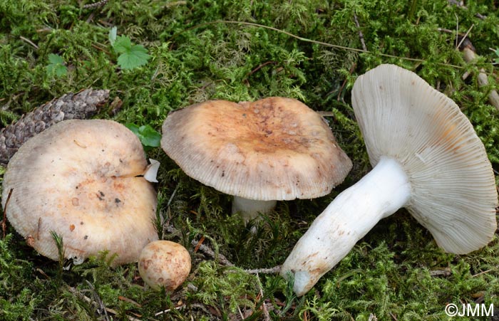 Russula illota