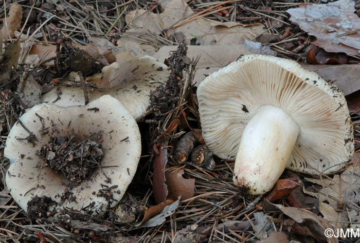 Russula insignis