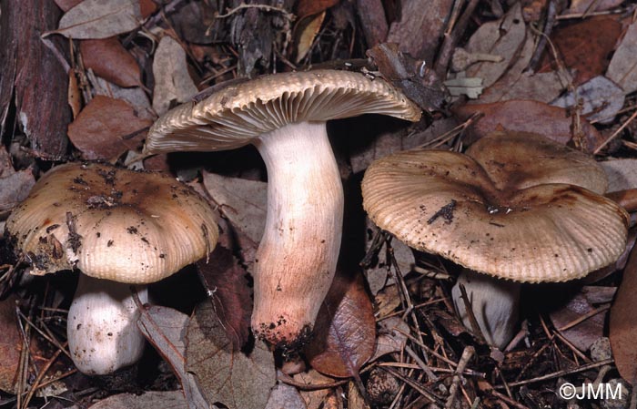 Russula insignis