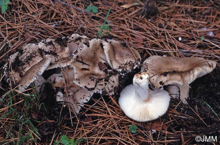 Russula insignis