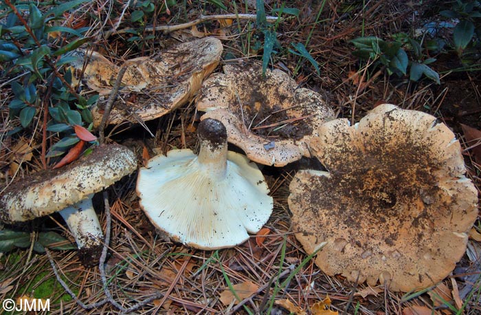 Russula littoralis