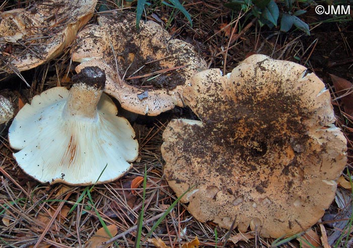 Russula littoralis