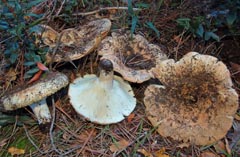 Russula littoralis