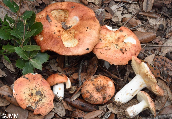 Russula maculata