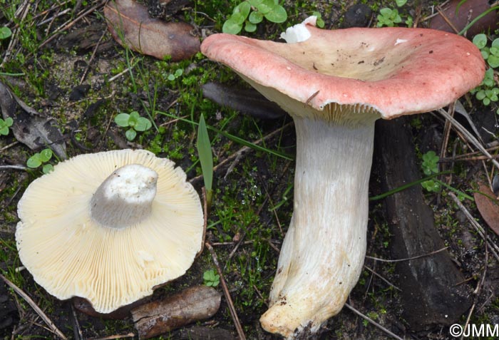 Russula nuragica