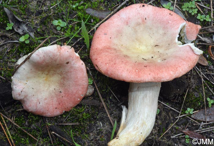 Russula nuragica