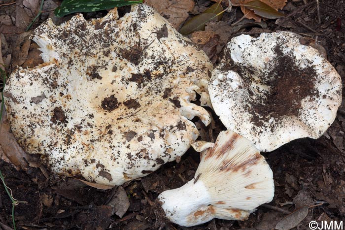 Russula pallidospora