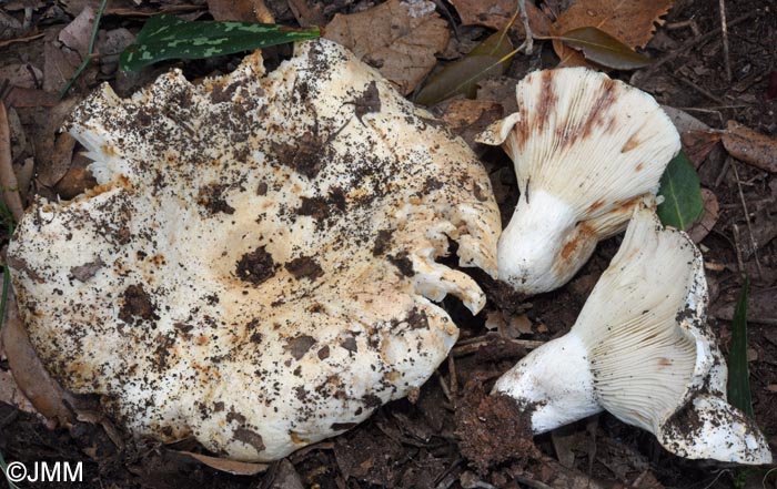 Russula pallidospora