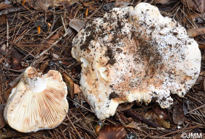 Russula pallidospora