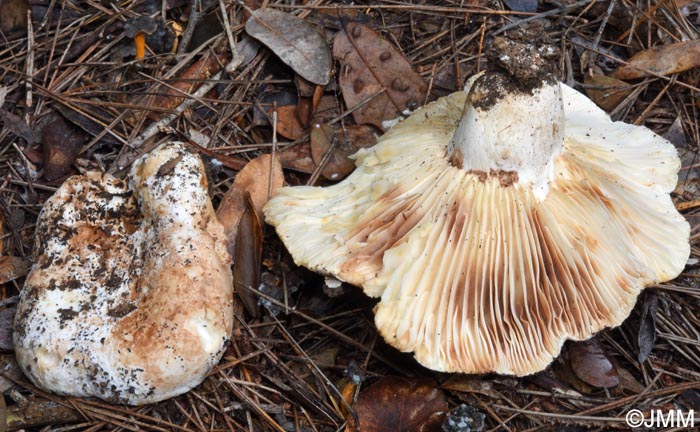 Russula pallidospora