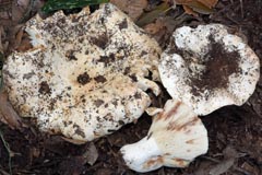 Russula pallidospora