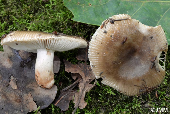 Russula recondita = Russula pectinatoides ss. auct.