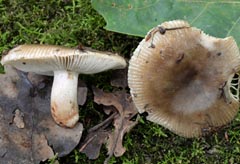 Russula recondita