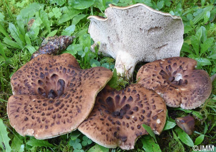 Sarcodon imbricatus
