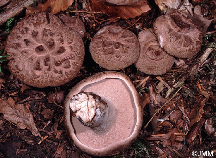 Sarcodon imbricatus