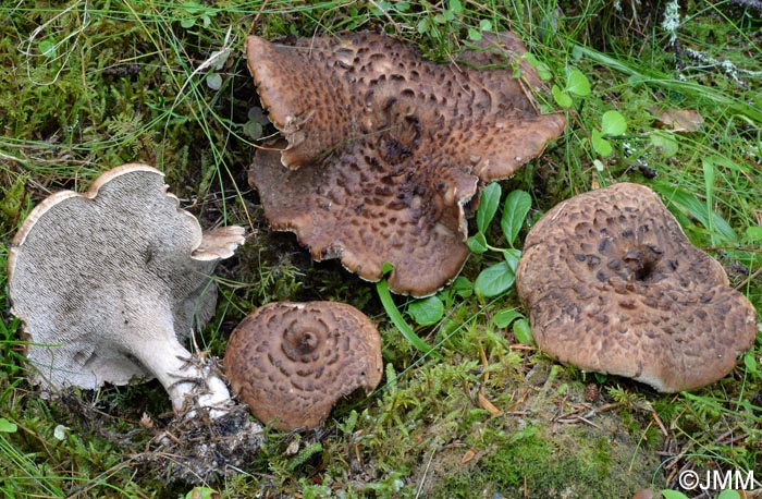 Sarcodon imbricatus