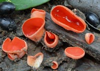 Sarcoscypha coccinea