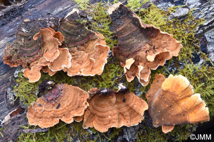 Stereum subtomentosum