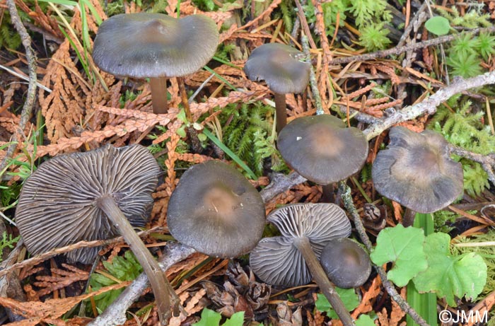 Tephrocybe rancida var. griseocaerulea