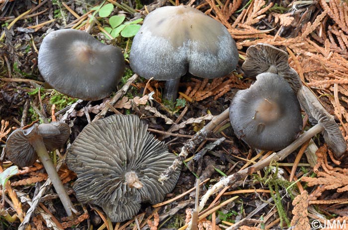 Tephrocybe rancida var. griseocaerulea