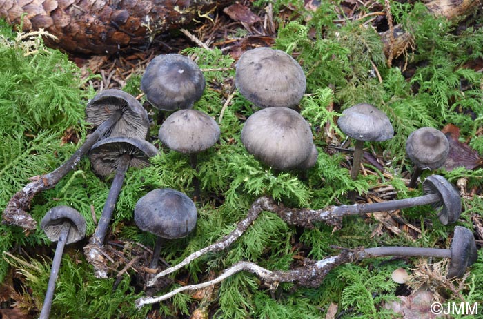 Tephrocybe rancida var. griseocaerulea