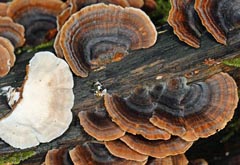 Trametes versicolor