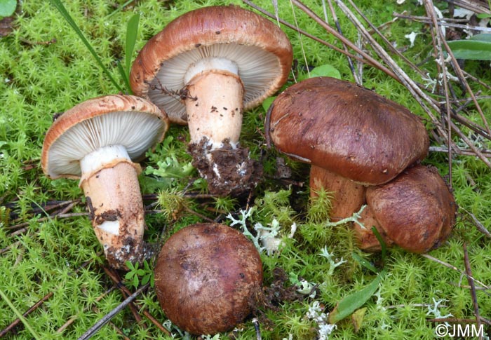 Tricholoma batschii = Tricholoma fractitum