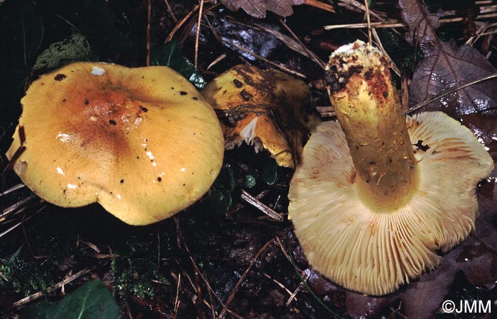 Tricholoma coryphaeum