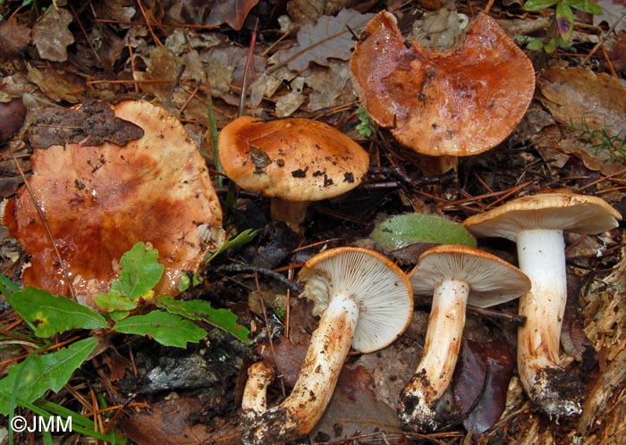 Tricholoma ligusticum