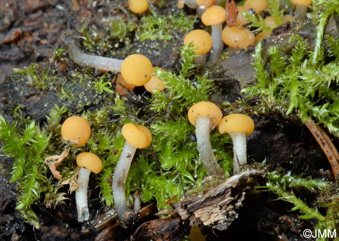 Vibrissea truncorum