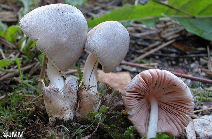 Volvariella caesiotincta