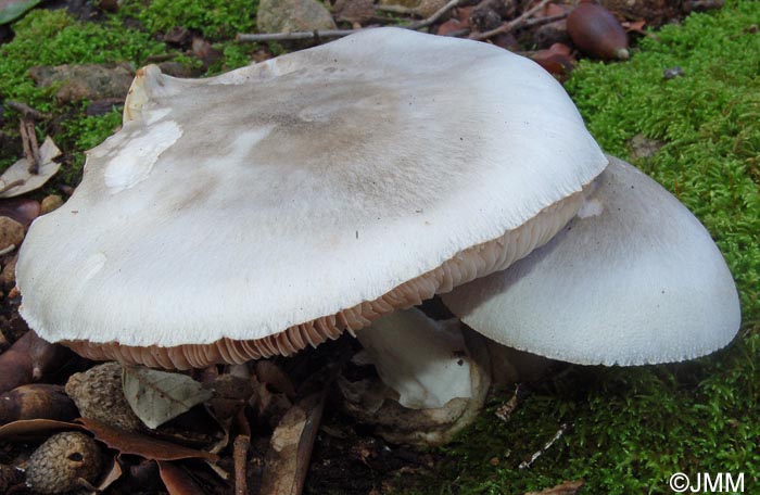 Volvariella mediterranea