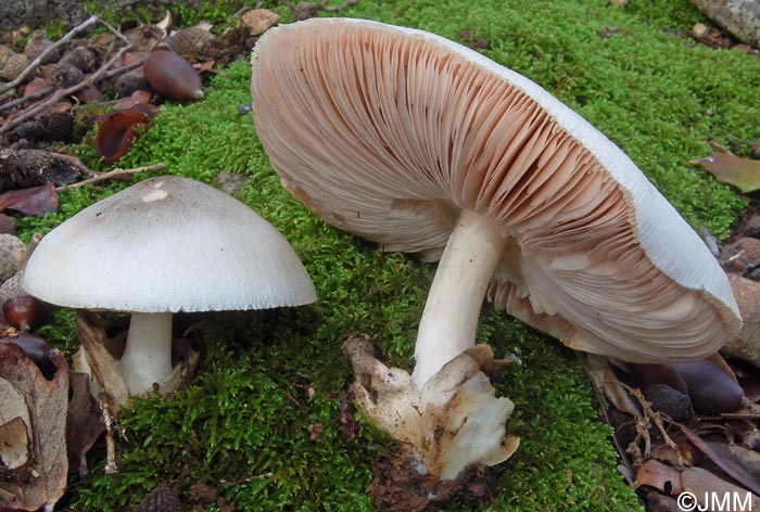 Volvariella mediterranea