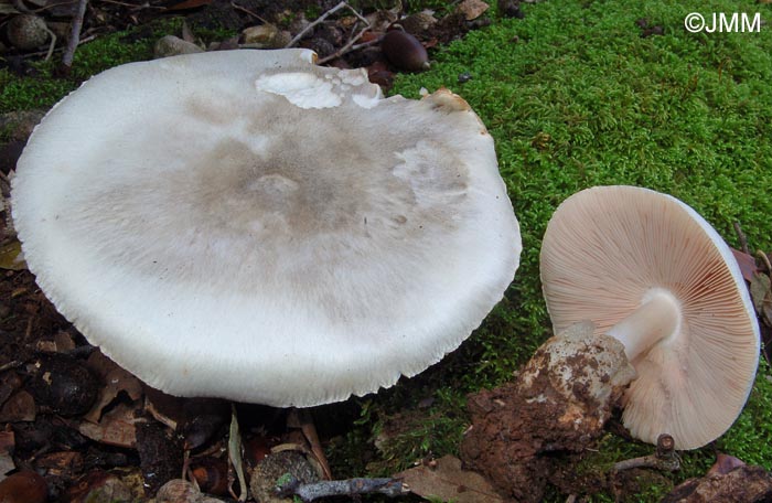 Volvariella mediterranea