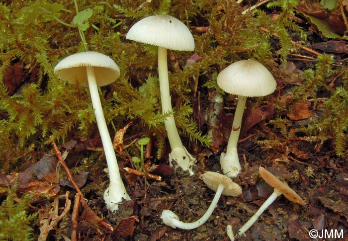 Volvariella neoparvula