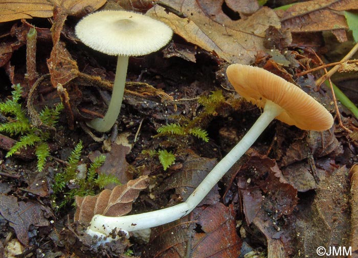 Volvariella neoparvula