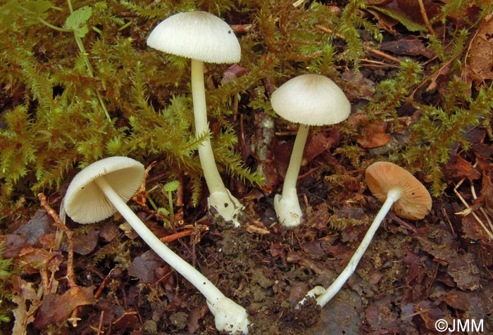 Volvariella neoparvula