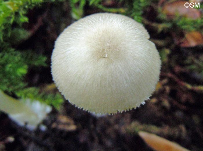 Volvariella neoparvula