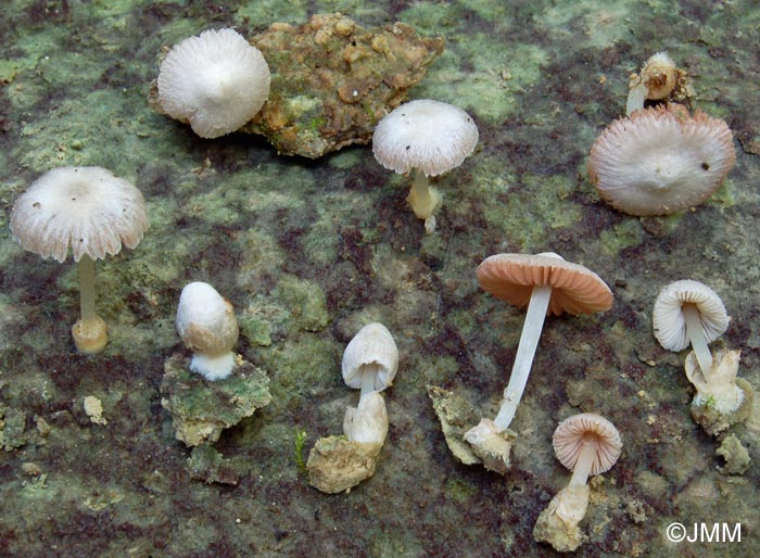 Volvariella pilosipilea