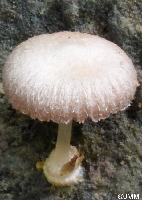 Volvariella pilosipilea