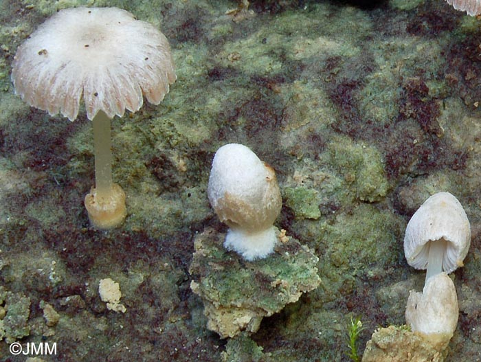 Volvariella pilosipilea