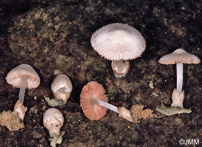 Volvariella pilosipilea